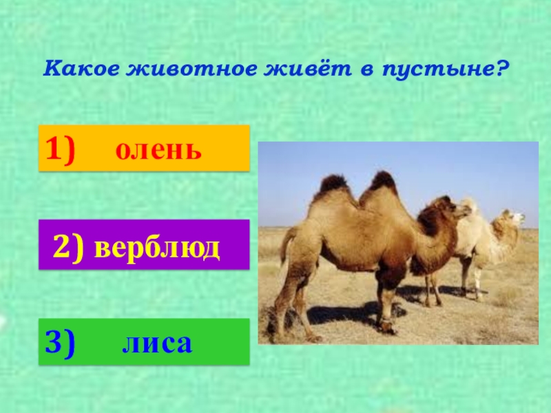 У какого верблюда 3. Верблюд и лиса. 2003 Какого животного. 2003 Какое животное. Цепочка верблюда 3 класс.