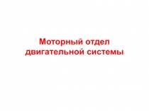 Моторный отдел двигательной системы 