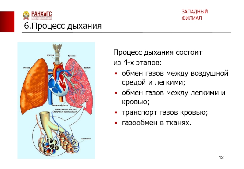 Процесс дыхания презентация