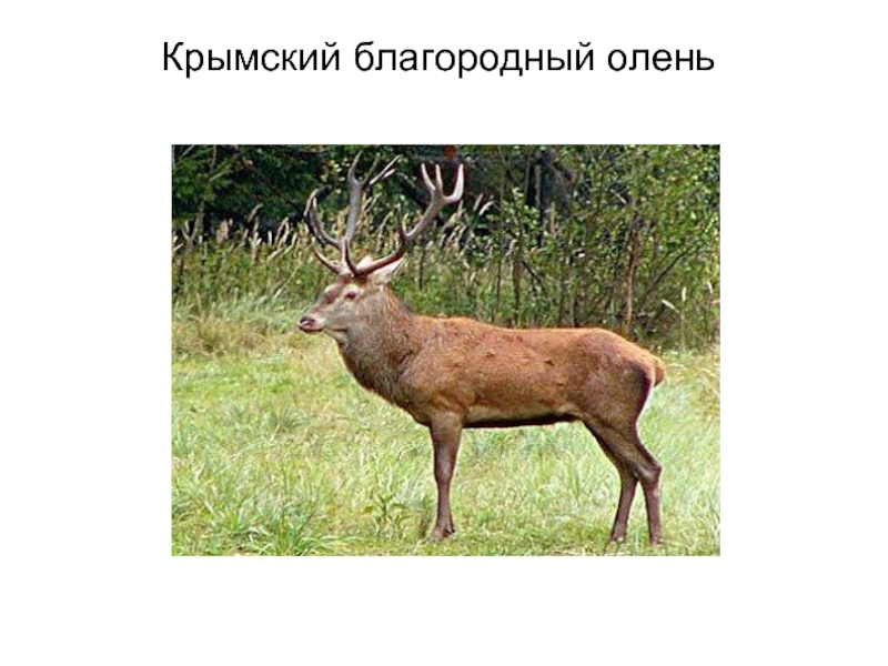 Крымский благородный олень