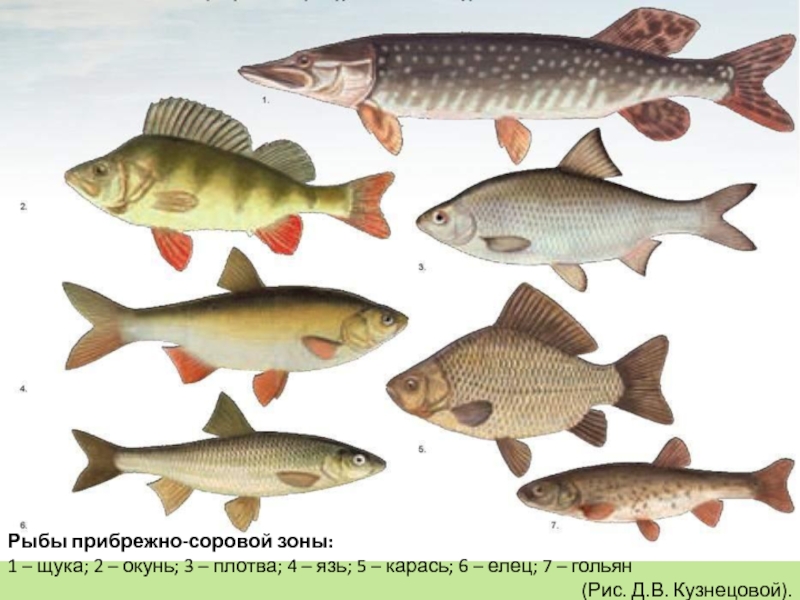 Доклад по теме Рыбы на литорали