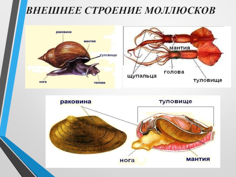 Тело моллюска имеет мантию. Строение моллюска. Строение мидии. Внутреннее строение моллюска. Внешнее строение мидии.