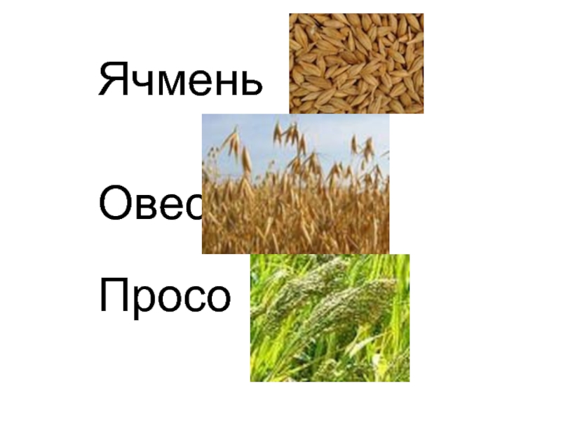 Как выглядит овес и ячмень фото зерно