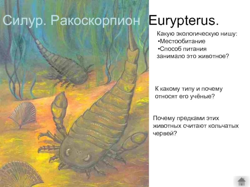 Силур. Ракоскорпион Eurypterus. Какую экологическую нишу:МестообитаниеСпособ питаниязанимало это животное?К какому типу и почему относят его учёные?Почему предками