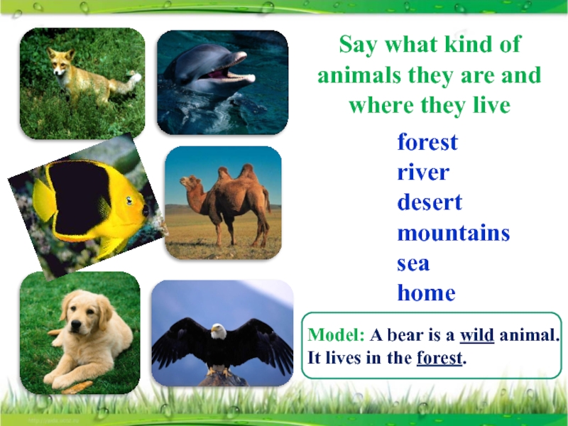 Animals translate. Animals in our Life презентация. Animals and where they Live. Where do animals Live. What kind of animals.