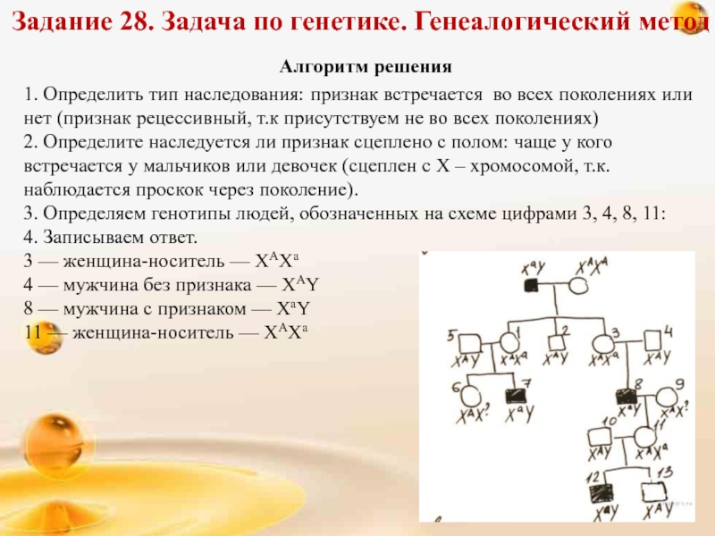 Решение задач по генетике с объяснением и ответами на все типы презентация