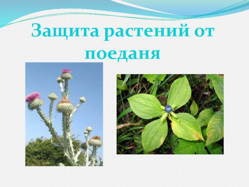 Подорожник условия среды. Растения защищаются. Приспособленность к окружающей среде подорожника. Защитим растения.