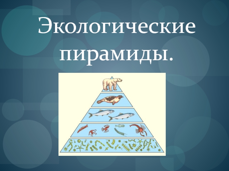 Экологические пирамиды