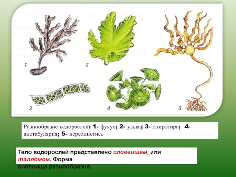 Водоросли тело слоевище