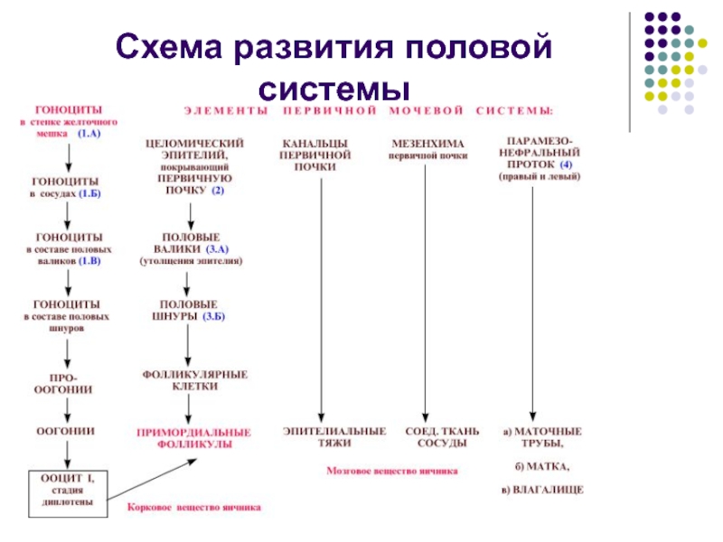 Схема репродуктивной системы