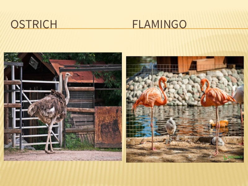 Ostrich               Flamingo