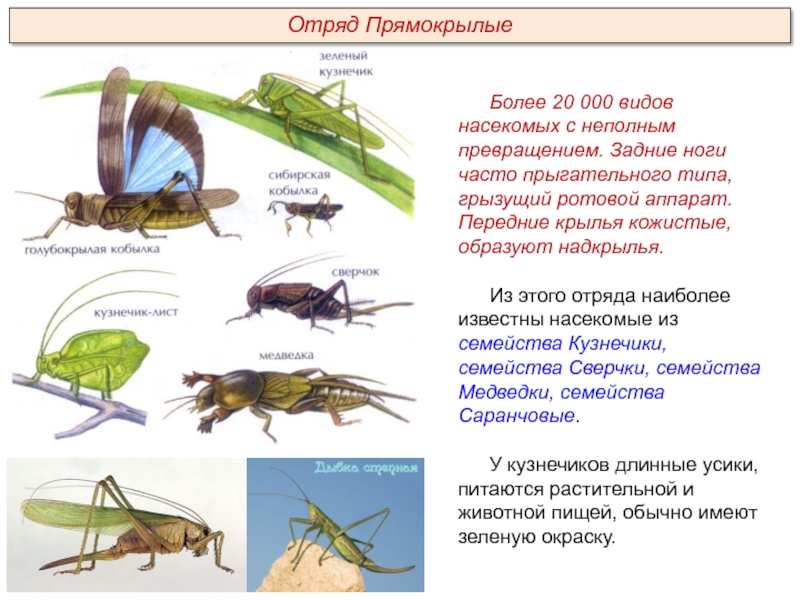 Прямокрылые развитие. Отряды насекомых биология 7 класс Прямокрылые. Представители отряда прямокрылых насекомых. Тип конечностей у прямокрылых. Тип ног у отряда Прямокрылые.