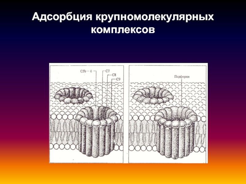 Механизмы клетки. Повреждение клеточной стенки. Крупномолекулярный это.