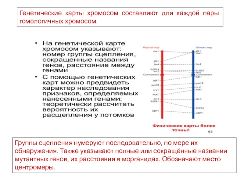 Генетическая карта показывает