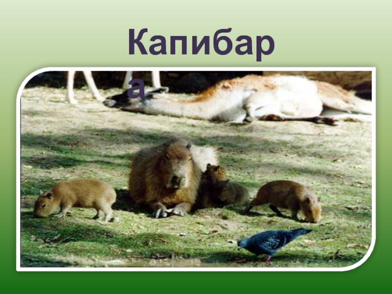 Презентация про капибару