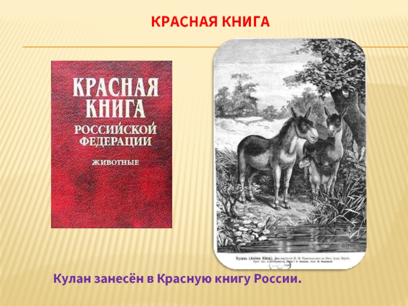 Куланов книги. Кулан красная книга России. Картинка красная книга России Кулан.