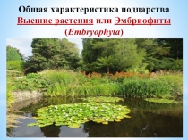 Общая характеристика подцарства Высшие растения или Эмбриофиты ( Embryophyta )