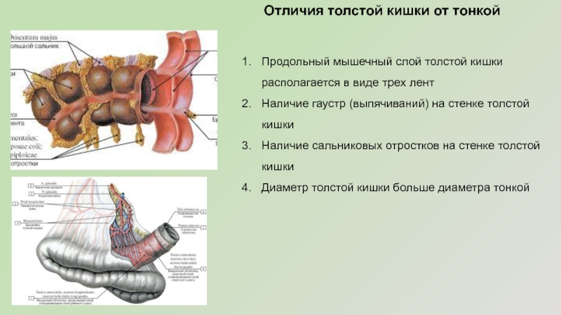 Сравните строение тонкого и толстого кишечника