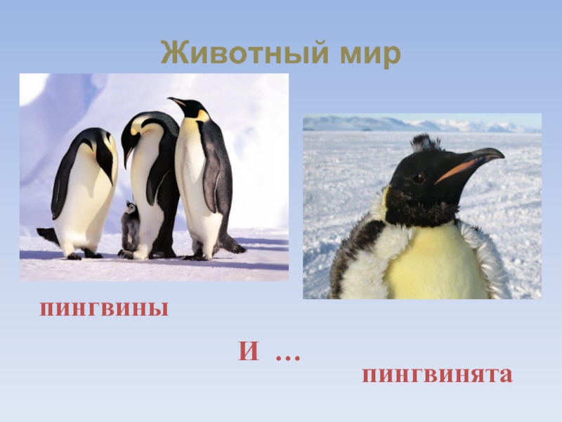 Животный мирпингвиныИ …пингвинята