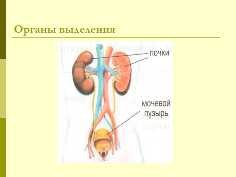 Органы выделения человека схема