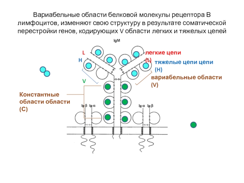 И изменяют свою структуру. Вариабельная область иммуноглобулина. Вариабельные и константные участки антител. Вариабельные части легких цепей. Структура генов тяжелой и легкой цепи иммуноглобулинов.