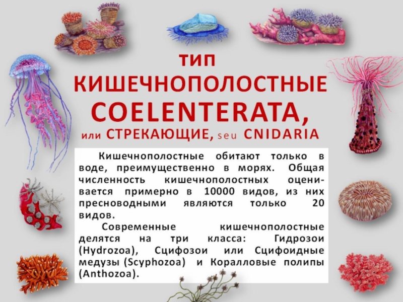 04 COELENTERATA 2019