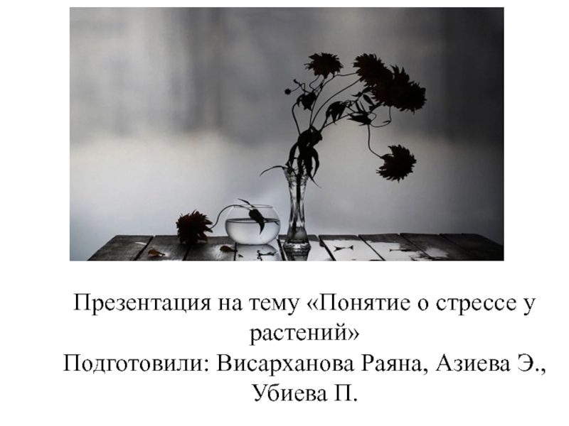 Презентация Понятие о стрессе у растений Подготовили: Висарханова