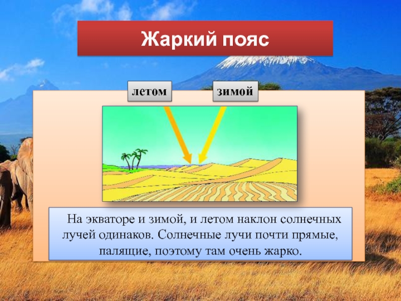 Жаркий пояс. Растения жаркого пояса. Жаркий пояс природа. Наклон солнце зимой и летом.