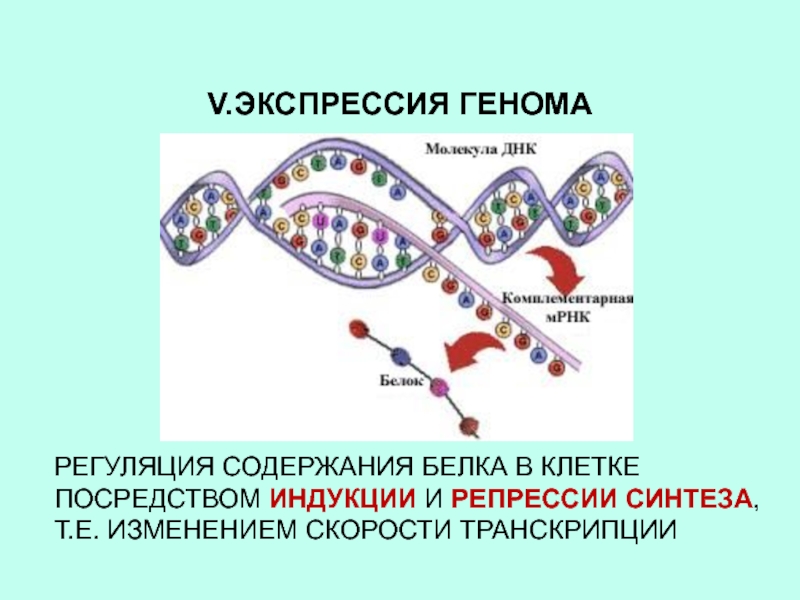 Транскрипция генома