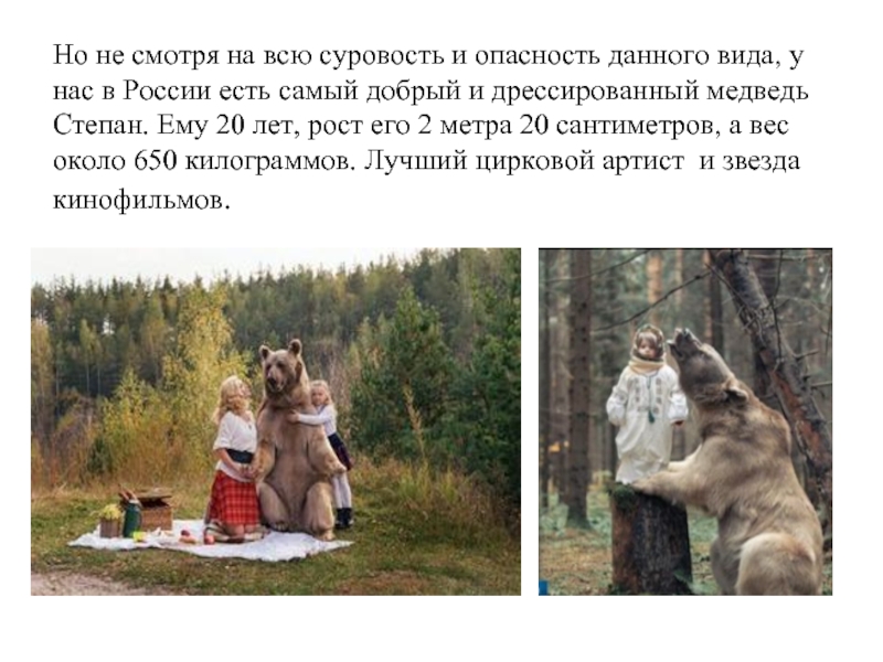 Но не смотря на всю суровость и опасность данного вида, у нас в России есть самый добрый