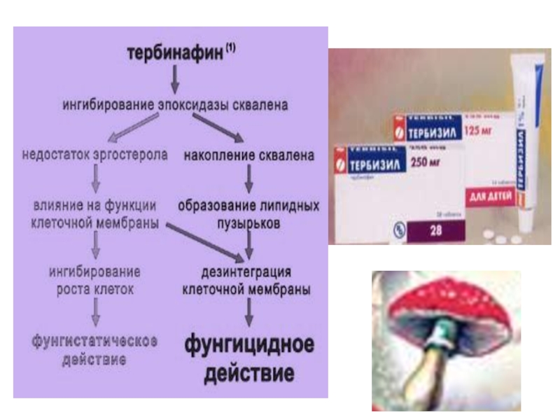 Противогрибковые препараты фармакология презентация