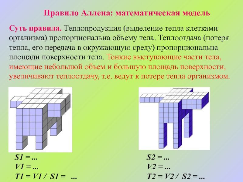 Правило бергмана презентация