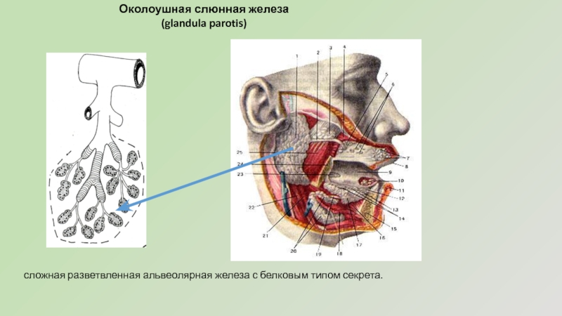 Увеличение слюнных желез фото