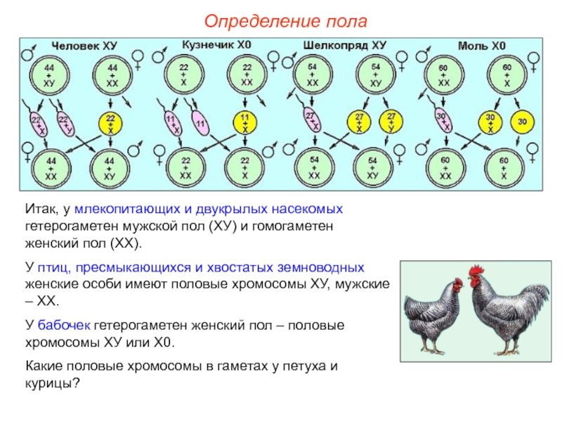 Способ изображения гомогаметного пола