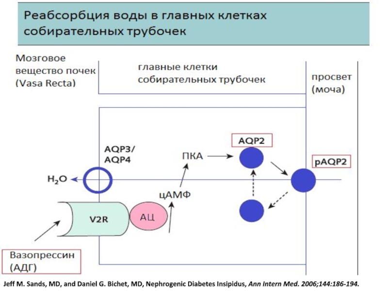 Несахарный диабет презентация эндокринология