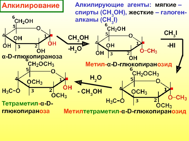 Гидролизу подвергается глюкоза рибоза фруктоза. Глюкопираноза алкилирование. О-метил Альфа d глюкопираноза. 2,3,4,6-Тетраметил-α-d-глюкопираноза. Бета метил d глюкопиранозид.