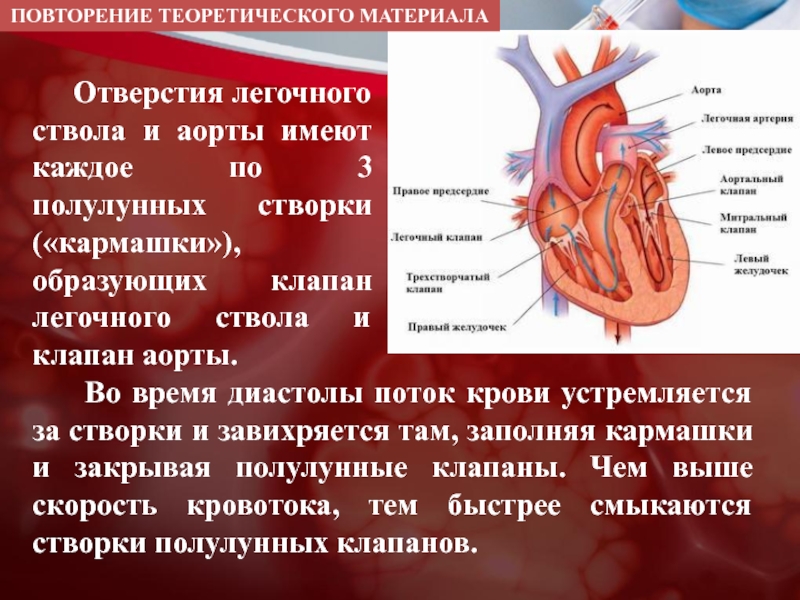 Полулунные клапаны легочной артерии