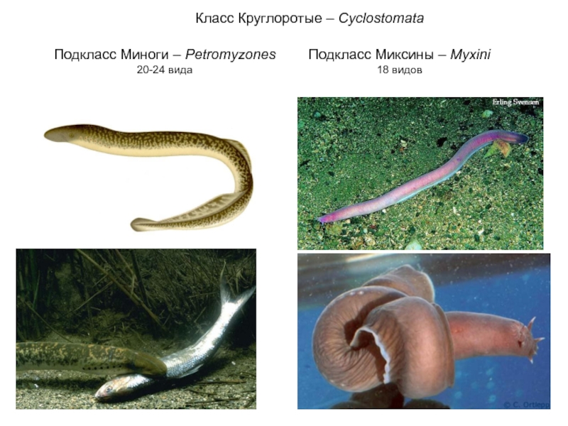 ЗООЛОГИЯ ПОЗВОНОЧНЫХ Класс Круглоротые – CyclostomataПодкласс Миноги – Petromyzones20-24 видаПодкласс Миксины – Myxini18 видов Класс Круглоротые – CyclostomataПодкласс Миноги – Petromyzones20-24 видаПодкласс Миксины – Myxini18 видов