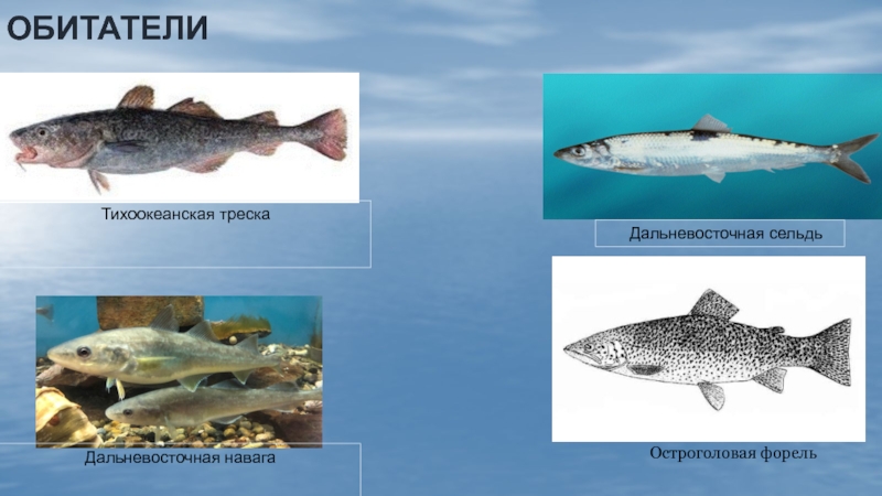 Рыбы охотского моря список
