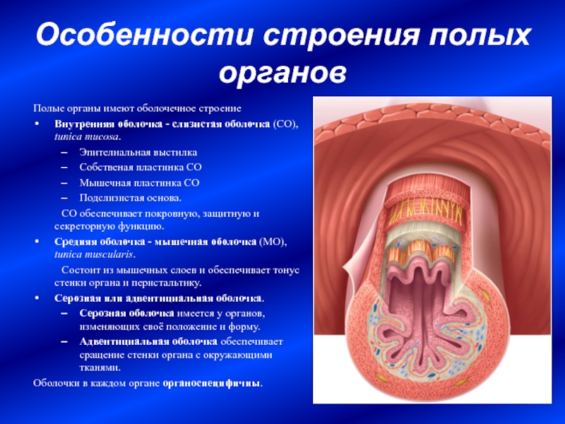 Строение женских органов фото