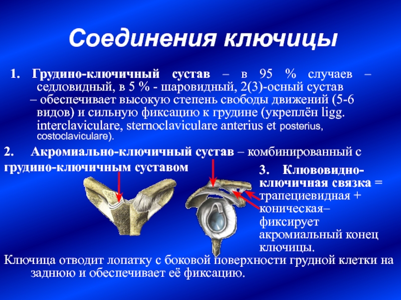 Грудинно ключичный сустав. Грудино ключичный сустав классификация. Грудино ключичный сустав оси. Соединение ключицы. Соединение ключицы с грудиной и лопаткой.