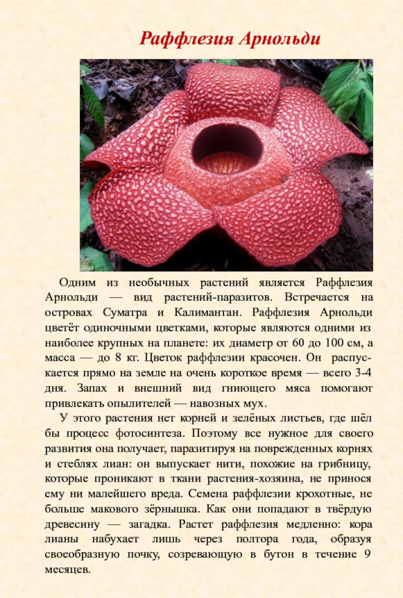 Необычный доклад. Раффлезия Арнольди. Раффлезия Арнольди цветок. Растение-паразит раффлезия Арнольди. Раффлезия Арнольди факты.