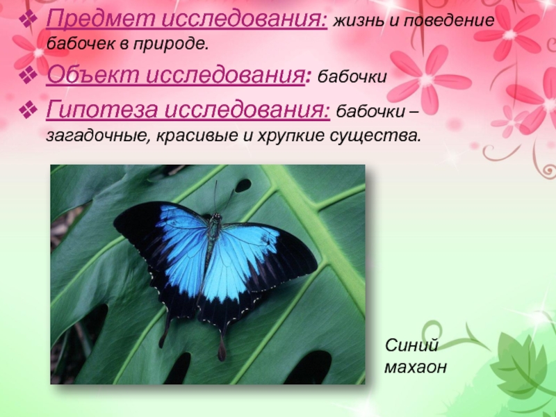 День изучения бабочки