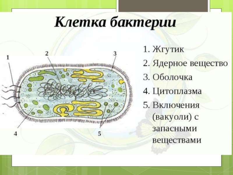 Ядерное вещество у бактерий расположено в. Схема строения бактериальной клетки 5 класс. Строение бактериальной клетки макет. Строение бактерии клетки макет. Внешнее и внутреннее строение бактерий.