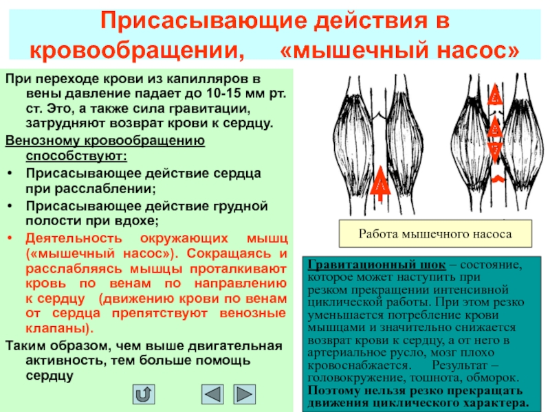 Кровоснабжение мышц. Венознo мышечные насосы. Особенности кровоснабжения мышц. Присасывающее действие в кровообращении и мышечный насос..