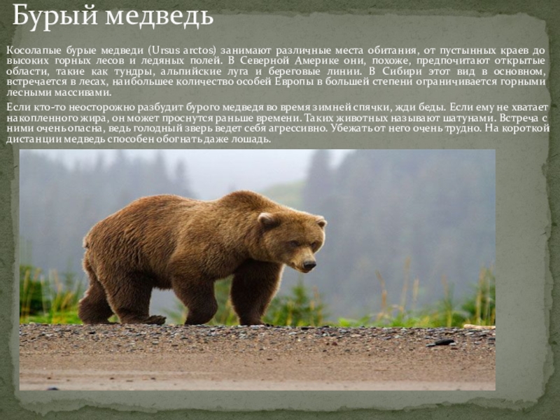 В каких природных зонах живет бурый медведь