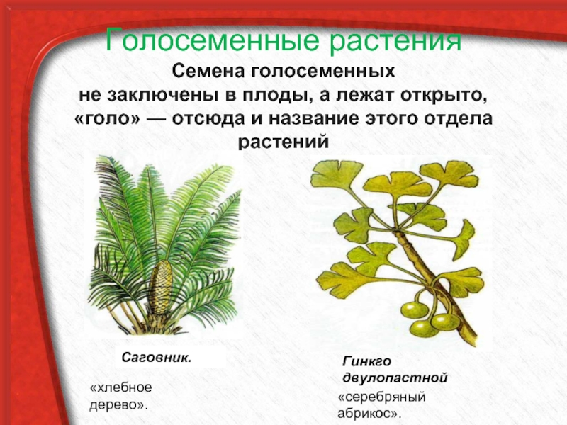 Семенные растения примеры 6 класс. Голосеменные саговник, гинкго. Голосеменные отдел семенных растений. Голосеменные кустарники. Высшие растения Голосеменные.