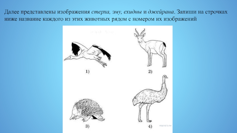 Назовите представленный на рисунке объект. Стерха, эму, ехидны и Джейрана. Рассмотреть изображение стерха. Стерха и Джейрана. Далее представлены изображения.