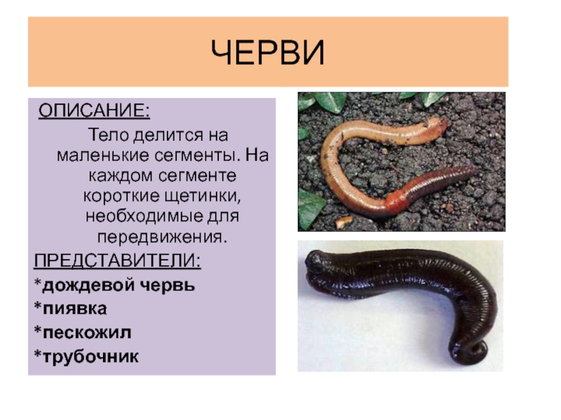 Тело дождевого червя имеет. Дождевой червь описание. Дождевой червяк описание.