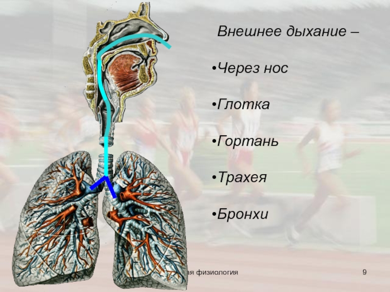 Процесс внутреннего дыхания